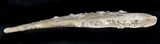 Large Hybodus Shark Dorsal Spine - Cretaceous #23097-2
